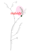 plants fulllist cat malvids