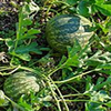 Colocynthinum