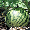 Cucurbita Citrullus