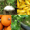 Cucurbita Pepo