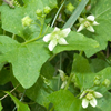Bryonia Dioica