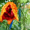 Momordica Charantia