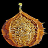 Luffa operculata