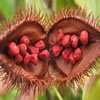 cubeba
