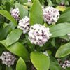daphne