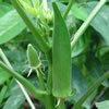 cubeba