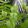 Abroma