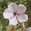 althaea