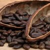 cacao