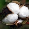 cotton