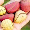 Kola Nut