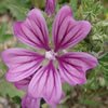 Malva s