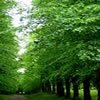 tilia