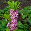 cubeba